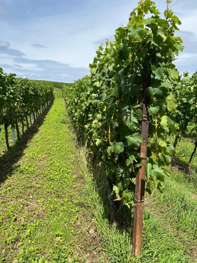 Ferienwohnung Landleben Fuer 2-3 Personen Edesheim Exteriör bild